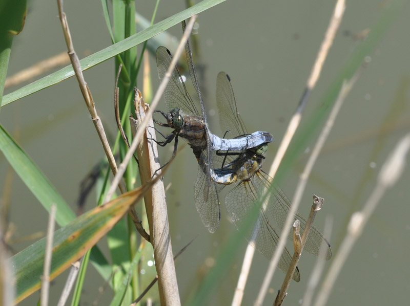 Orthetrum cancellatum?